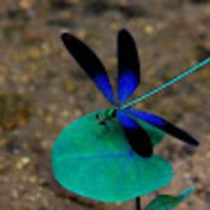 Meet your Posher, Lee